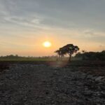 Lahan Petani Desa Wanajaya, Telukjambe Barat, Kab.Karawang. (20/05/2026).